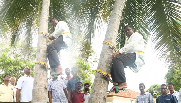 State Minister In Charge Of Coconut Climbs A Coconut Tree