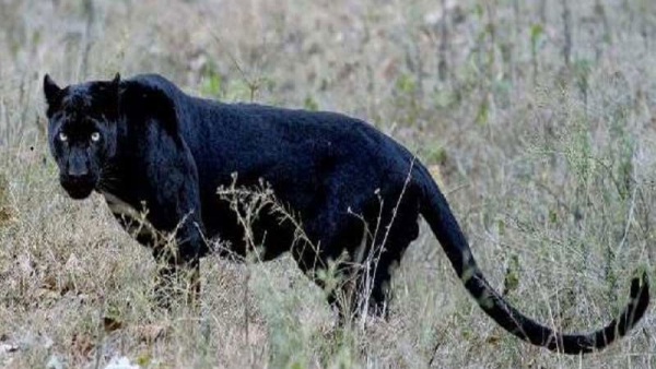 Rare Black Panther Found Wounded At An Estate In Nallathanniya Dies While Being Treated At Udawalawa Centre