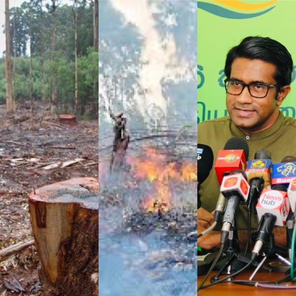 Seven Acres Of Forest Lands Have Been Destroyed Every Day Since The General Election - Rasika Jayakody
