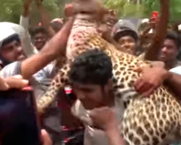 Leopard Killing In Kilinochchi: Two Suspects Arrested, Magistrate Orders Arrest Of Others Involved