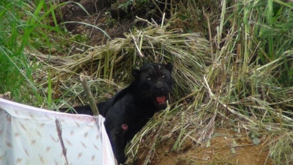 Rare Black Panther Trapped In An Estate In Nallathanniya: Rescue Measures Currently Underway