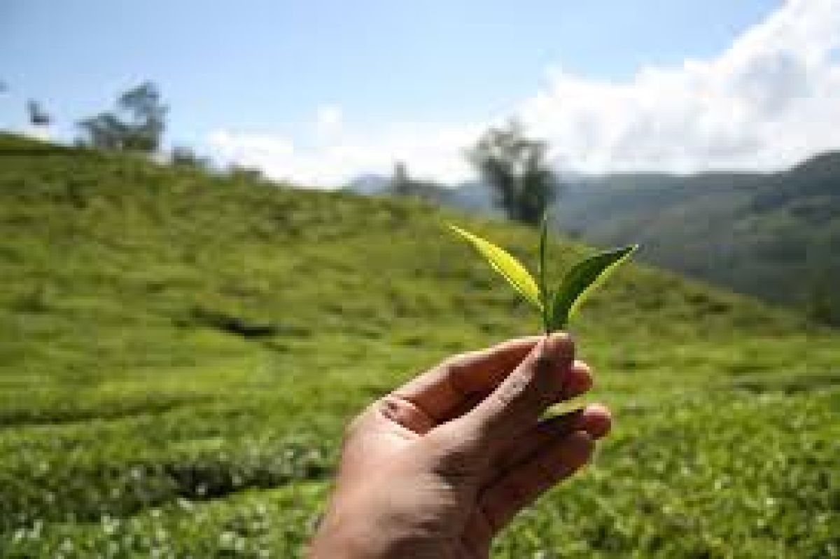 Tea Yield Plummets by 30% Amidst Severe Drought Conditions