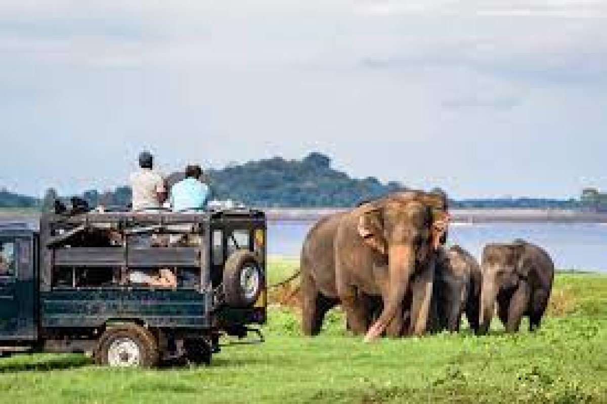 Visa-Free Travel Spurs Surge in Sri Lanka&#039;s Tourism Industry: Electronic Travel Authorization Produces Results
