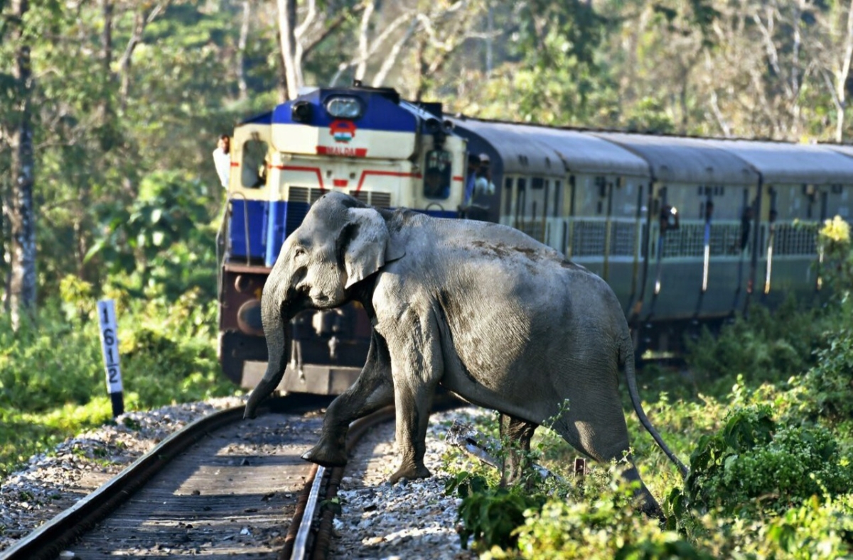 Heartbreaking Tragedy: Four Elephants Lost in Tragic Collision with Night Mail Train in Ambanpola