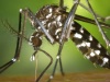 Dengue Alert - 23,000 Cases Reported in Sri Lanka